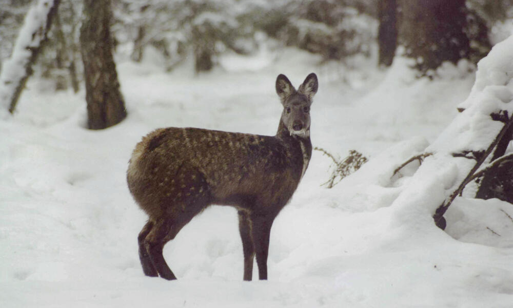 Musk deer 