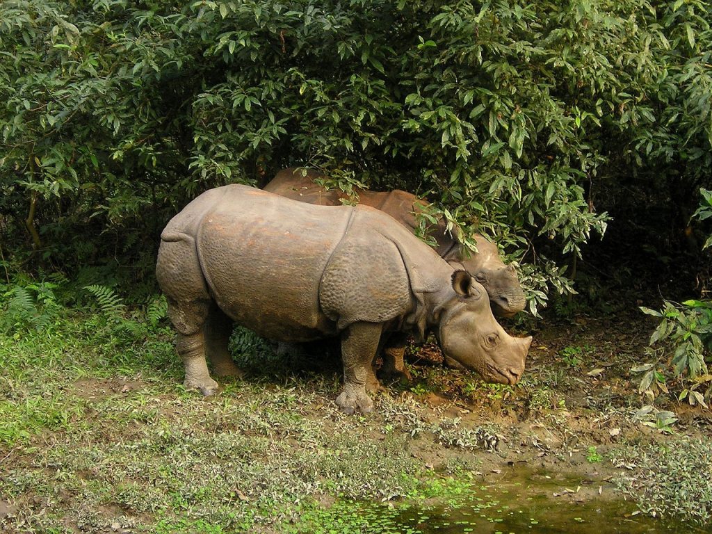 Close-up view of a one-horned rhino standing amidst grassland, its thick skin and singular horn prominently displayed.
