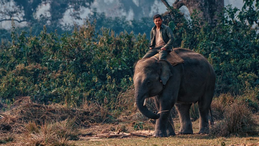 Man ascending an elephant at Chitwan National Park.