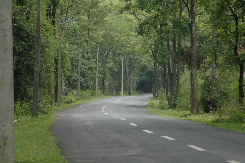 Meandering road cutting through the dense greenery of Bandipur jungle, with towering trees casting dappled shadows on the path.