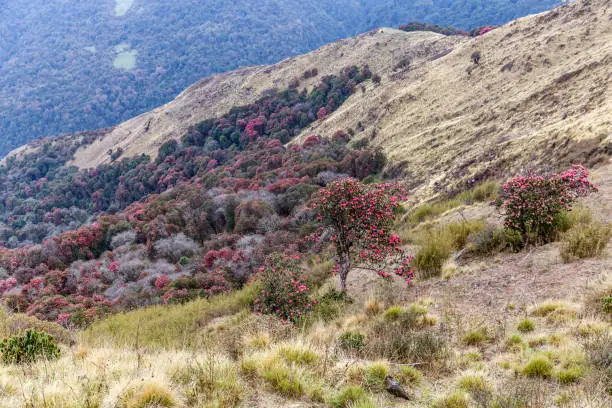 A vibrant Rhododendron, the national flower of Nepal, in full bloom, showcasing its striking red petals against lush green foliage.