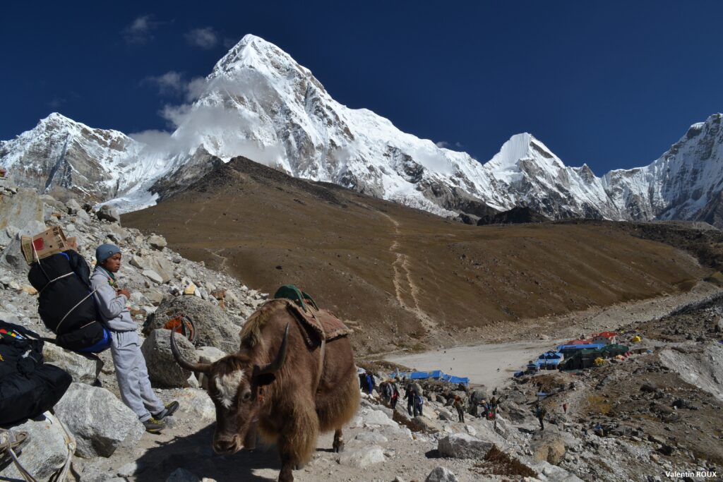 Yak near Gorakhshep : How to trek Everest Base Camp in 2025