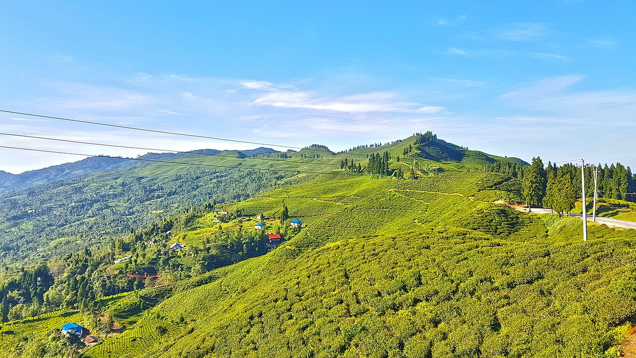 Panoramic view of the Kanyam Tea Garden in Ilam, featuring vibrant green tea bushes arranged in neat rows, with misty hills in the background.