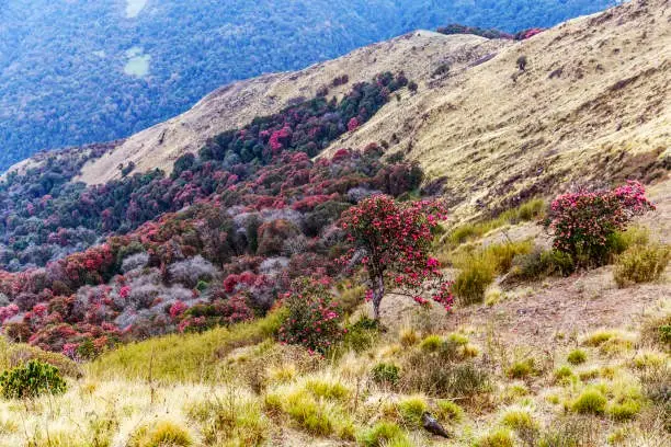 Spring on the Annapurna Circuit: Rhododendrons in full bloom, enhancing the vibrant beauty of the trek during the best season to explore.