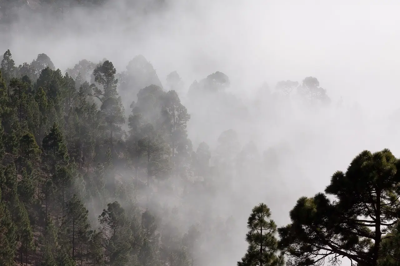 Trekker walking through fog-covered pine jungles on the Manaslu Circuit Trek.