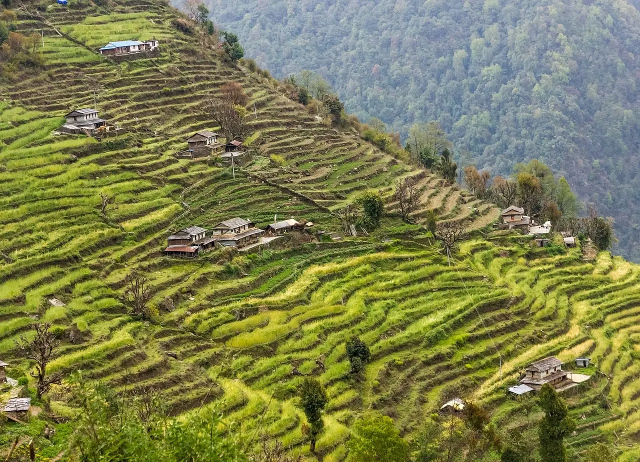 A small, lush green settlement nestled in the hills, seen during a Himalayan trek.