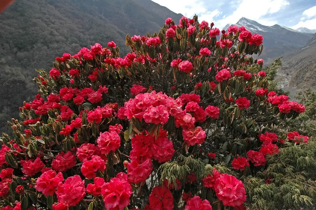 Rhododendron forests in full bloom along the Manaslu Circuit Trek in March