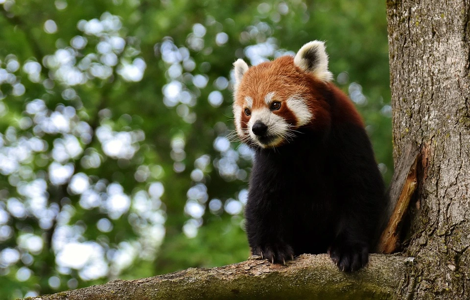 A rare red panda spotted in the Everest region, perched among trees in its natural Himalayan habitat.