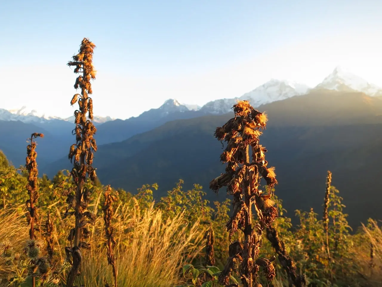 Sunrise over colorful alpine flowers in the Annapurna region during February, with soft golden light illuminating the blooms and distant mountains.