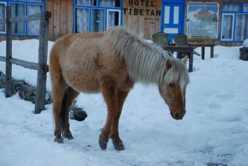 Horse in Langtang