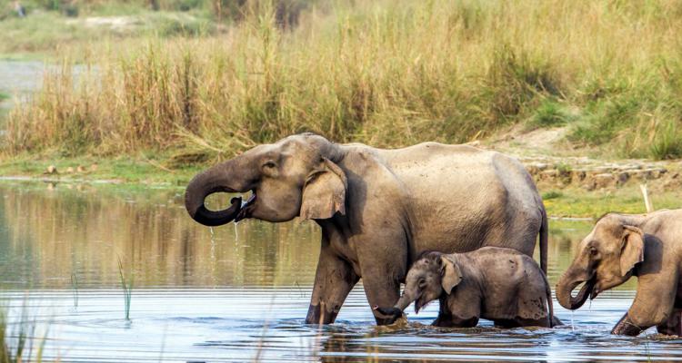 Elephants in Chitwan National Park