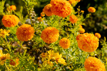 Sarangkot Sightseeing Day Trip in Vehicle Gallery Image 3 