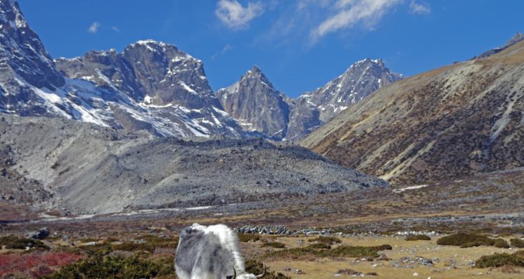 Yak In Everest During Trek