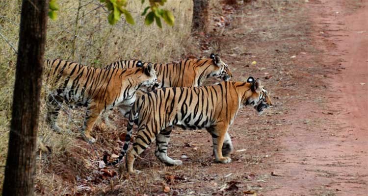 Bardia National Park Tour