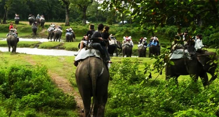 Jungle and Wildlife Safari Tours in Nepal